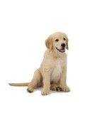 alimentación seca para perro