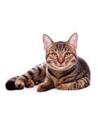 GATOS
