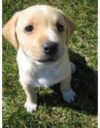 CACHORROS